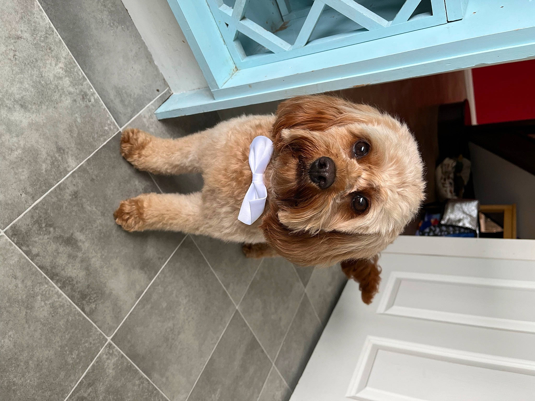 Ruby is registered to the contest to win money with this photo: carnivore, collar, companion_dog, dog, dog_breed, dog_clothes, dog_collar, dog_supply, fawn, floor, flooring, liver, pet_supply, shelf, snout, sporting_group, terrier, toy_dog, wood, working_animal