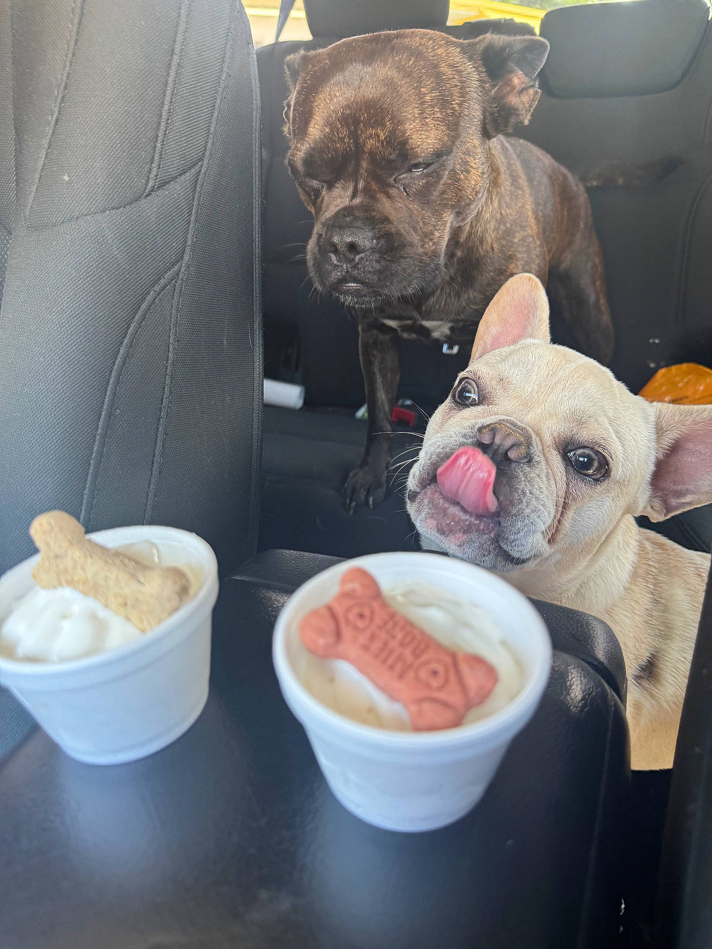 Kane joined the competition — help win amazing prizes! animal, backseat, brown_dog, car, cream_dog, cute, dog, dog_biscuit, food, happy, ice_cream, interior, licking, mammal, pet, playful, seat, tongue_out, treat, waiting