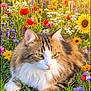 animal, beautiful, cat, closeup, flower_field, fluffy, grass, greenery, meadow, nature, orange_flowers, outdoor, peaceful, purple_flowers, relaxing, spring, sunlight, white_flowers, wildflowers, yellow_flowers