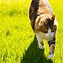 alert, animal, cat, daytime, feline, field, fluffy, fur, grass, greenery, mammal, nature, outdoor, pet, shadow, sunlight, tabby, tail_up, walking, white_paws