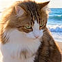 animal, beach, calm, cat, closeup, daylight, fluffy, fur, green_eyes, mammal, nature, outdoor, peaceful, pet, portrait, sea, summer, sunlight, waves, whiskers
