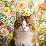 animal, background, cat, close_up, colorful, cute, domestic_cat, feline, flower_wallpaper, fluffy, green_eyes, indoor, long_hair, nature_pattern, pet, portrait, sitting, soft_fur, tabby, whiskers