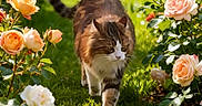 Bono a rejoint le concours — aidez-le/la à gagner de superbes lots ! animal, bush, cat, colorful, flora, flowers, foliage, garden, green_grass, mammal, nature, outdoor, peaceful, pet, plants, roses, summer, sunlight, tabby_cat, walking