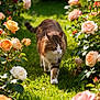Bono a rejoint le concours — aidez-le/la à gagner de superbes lots ! animal, bush, cat, colorful, flora, flowers, foliage, garden, green_grass, mammal, nature, outdoor, peaceful, pet, plants, roses, summer, sunlight, tabby_cat, walking