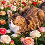 animal, cat, colorful, cute, feline, flora, flowers, garden, grass, greenery, nature, outdoor, peaceful, pet, relaxing, roses, spring, summer, sunlight, tabby_cat