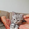 Arès participe au concours pour gagner de l'argent avec cette photo : kitten, cat, tabby, gray, white_paws, stretching, blanket, orange, couch, beige, indoor, pet, feline, cute, young, fur, relaxed, animal, cozy, resting