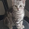 Arès participe au concours pour gagner de l'argent avec cette photo : kitten, cat, tabby, gray, pet, indoor, animal, feline, cute, small, fur, whiskers, ears, eyes, perch, cushion, sitting, looking, soft, cozy