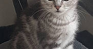 Arès a rejoint le concours — aidez-le/la à gagner de superbes lots ! kitten, cat, tabby, indoor, pet, animal, cute, feline, soft, plush, perch, curious, small, ears, whiskers, fur, sitting, young, domestic, cozy