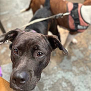 Sapphire Howze joined the competition — help win amazing prizes! accessories, animal, boxer, bulldog, canine, dog, greatdane, harness, hound, labradorretriever, leash, outdoors, person, pet, pitbull, pointer, policedog, puppy, snout, strap