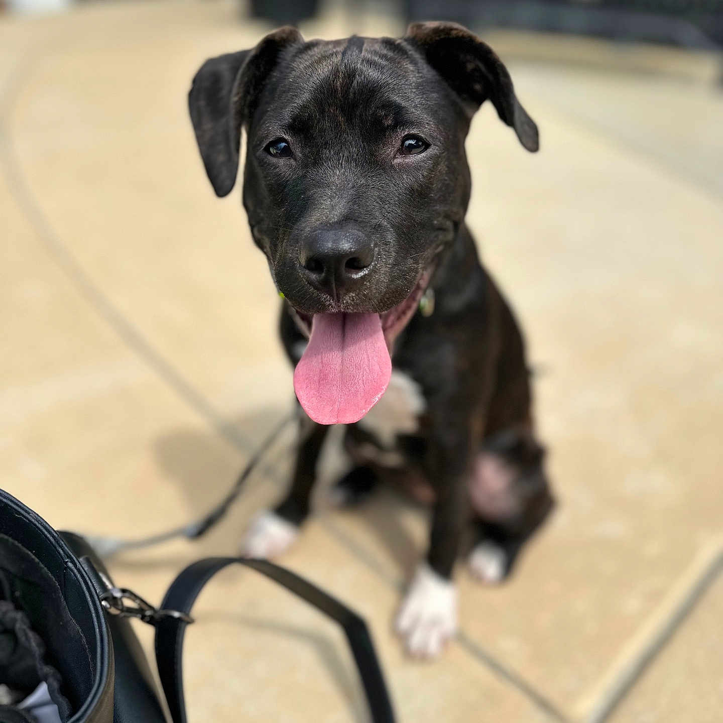 Sapphire Howze is registered to the contest to win money with this photo: accessories, alloywheel, animal, bag, bodypart, bulldog, canine, dog, flagstone, handbag, hound, labradorretriever, leash, mouth, path, person, pet, puppy, strap, walkway