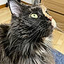 Romy a rejoint le concours — aidez-le/la à gagner de superbes lots ! animal, cat, close_up, curious, domestic_cat, ear, feline, fluffy, green_eyes, indoor, long_hair, looking_up, nose, pet, portrait, side_view, soft_fur, whiskers, wooden_drawers, wooden_floor
