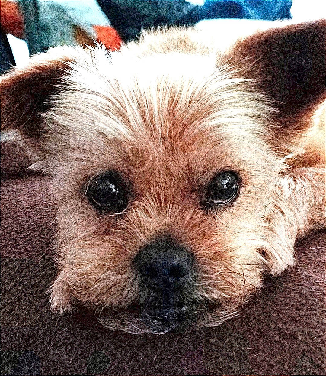 Ben participe au concours pour gagner de l'argent avec cette photo : biewer_terrier, canidae, carnivore, companion_dog, dog, dog_breed, dog_supply, fawn, fur, german_spitz, maltepoo, non_sporting_group, pet_supply, small_terrier, snout, sporting_group, terrestrial_animal, toy_dog, whiskers, working_animal