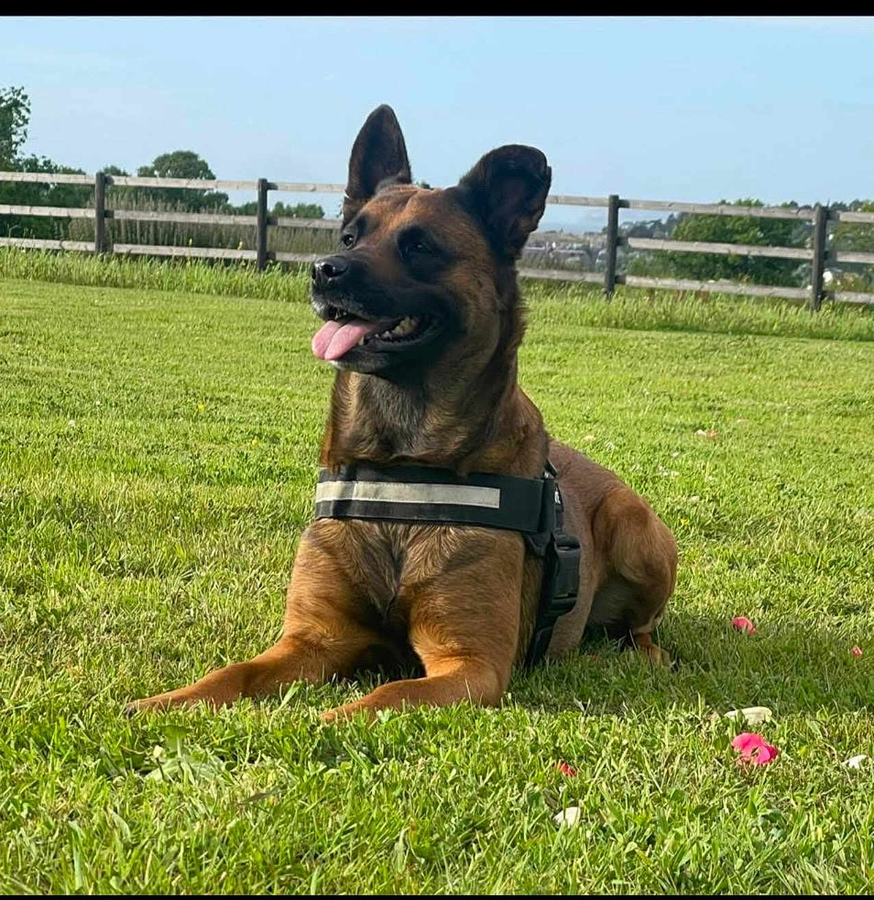 Rita a rejoint le concours — aidez-le/la à gagner de superbes lots ! dog, canine, outdoor, grass, harness, tongue_out, park, wooden_fence, happy, sitting, pet, ears_up, brown_coat, muzzle, lawn, field, nature, sunny, attentive, portrait