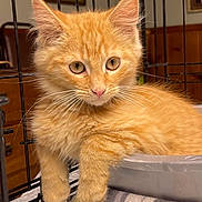 Cinnamon joined the competition — help win amazing prizes! animal, cage, closeup, container, cozy, curious, cute, domestic_cat, eyes, feline, fur, indoor, kitten, orange_cat, paw, pet, resting, soft_fur, whiskers, young