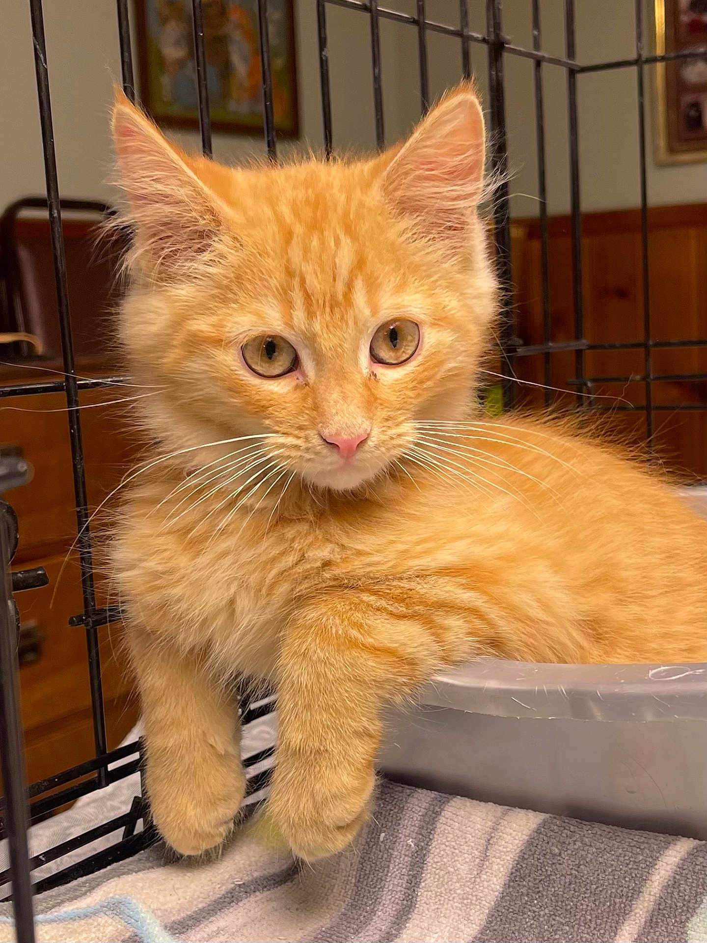 Cinnamon joined the competition — help win amazing prizes! animal, cage, closeup, container, cozy, curious, cute, domestic_cat, eyes, feline, fur, indoor, kitten, orange_cat, paw, pet, resting, soft_fur, whiskers, young