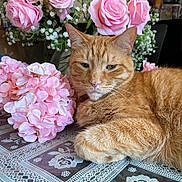 Winston is registered to the contest to win money with this photo: cat, orange_tabby, flowers, pink_roses, hydrangea, tablecloth, indoor, pet, relaxed, feline, floral_arrangement, closeup, domestic_cat, whiskers, fur, decor, still_life, home, resting, cute