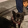 animal, architecture, blanket, boy, canine, chihuahua, child, cockerspaniel, couch, cushion, dog, face, furniture, head, homedecor, male, papillon, person, pet, puppy