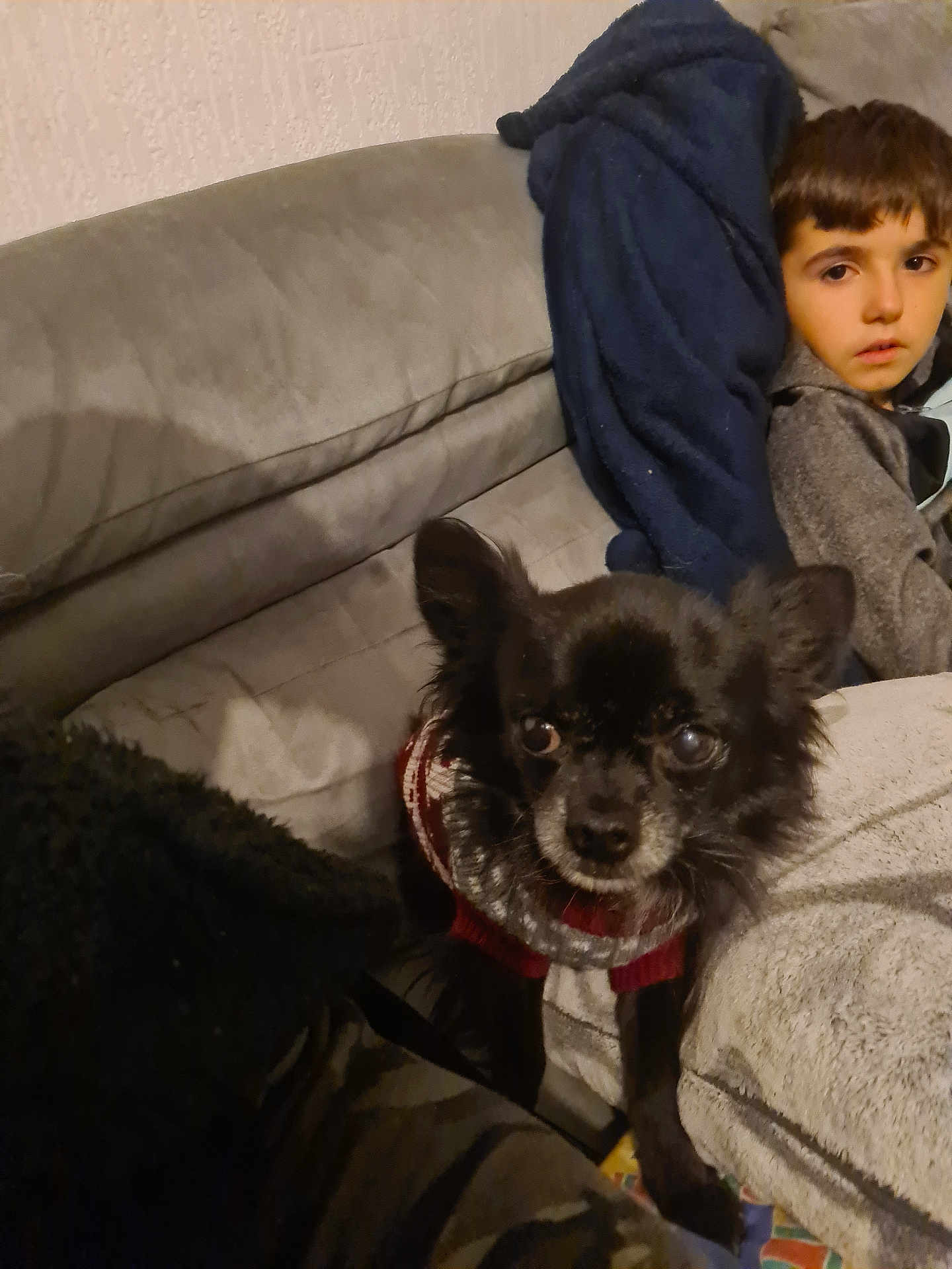 Ezio participe au concours pour gagner de l'argent avec cette photo : animal, architecture, blanket, boy, canine, chihuahua, child, cockerspaniel, couch, cushion, dog, face, furniture, head, homedecor, male, papillon, person, pet, puppy