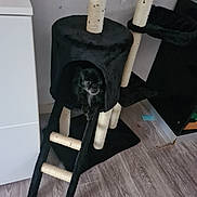 Ezio participe au concours pour gagner de l'argent avec cette photo : animal, barstool, canine, cat, chair, cricket, cricketbat, dog, dogbed, furniture, hardwood, indoors, labradorretriever, maceclub, monkey, pet, puppy, sport, weapon, wood