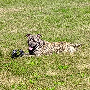 Brewzer is registered to the contest to win money with this photo: animal, backyard, brindle, canine, collar, dog, domestic_animal, grass, greenery, happy, lying_down, mammal, nature, outdoor, pet, playful, relaxed, summer, sunny, tongue_out