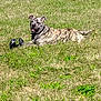 animal, brindle, canine, collar, dog, ears, field, grass, happy, lying_down, muzzle, nature, outdoor, pet, playful, relaxed, summer, sunlight, tongue_out, toy