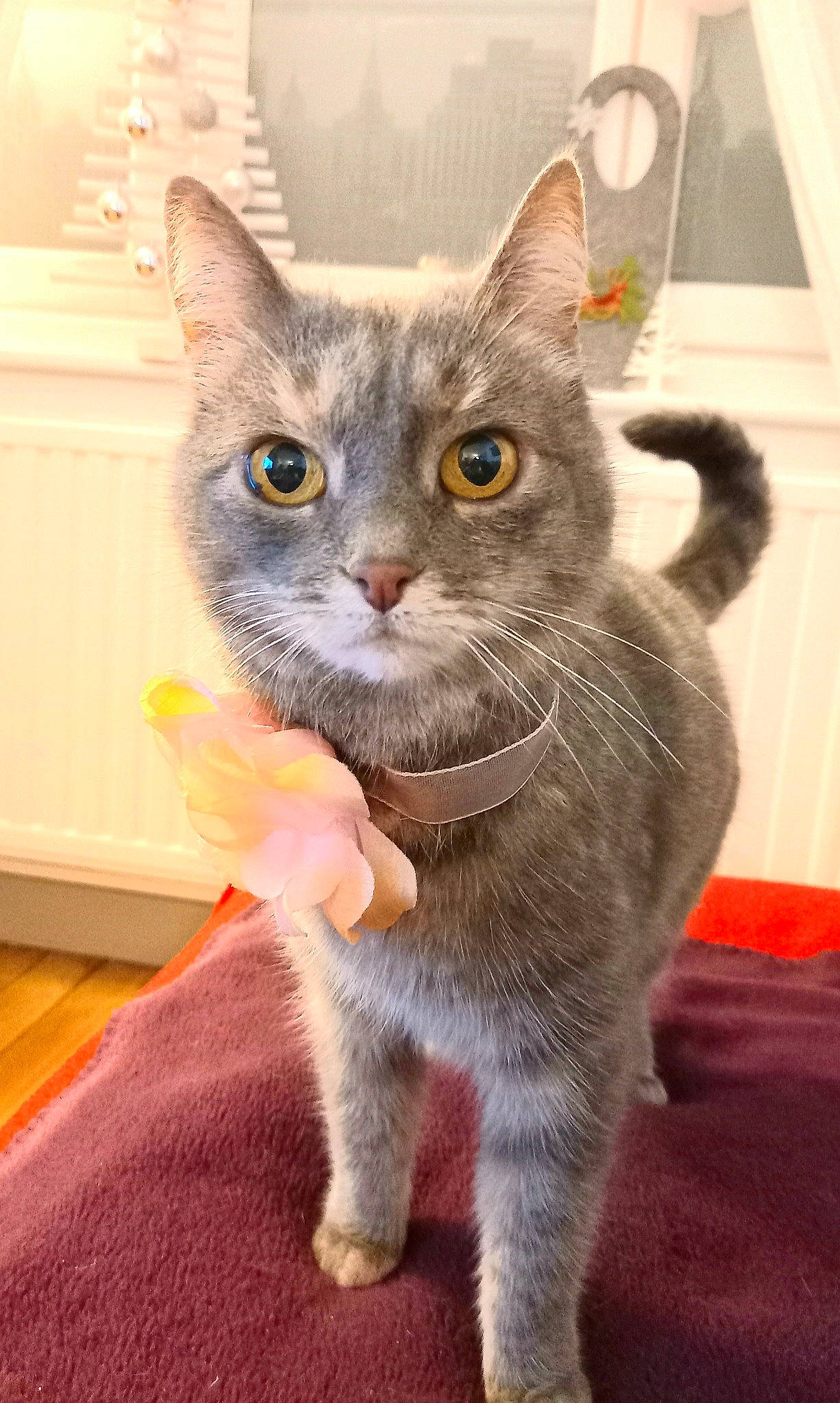 Jane a rejoint le concours — aidez-le/la à gagner de superbes lots ! carnivore, cat, cat_supply, cat_toy, claw, domestic_short_haired_cat, fawn, felidae, fur, grey, paw, russian_blue, small_to_medium_sized_cats, snout, tail, whiskers