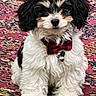 dog, puppy, bow_tie, black_and_white, fur, pet, toy, tennis_ball, carpet, patterned_rug, indoor, cute, fluffy, sitting, small_dog, adorable, animal, playful, portrait, domestic