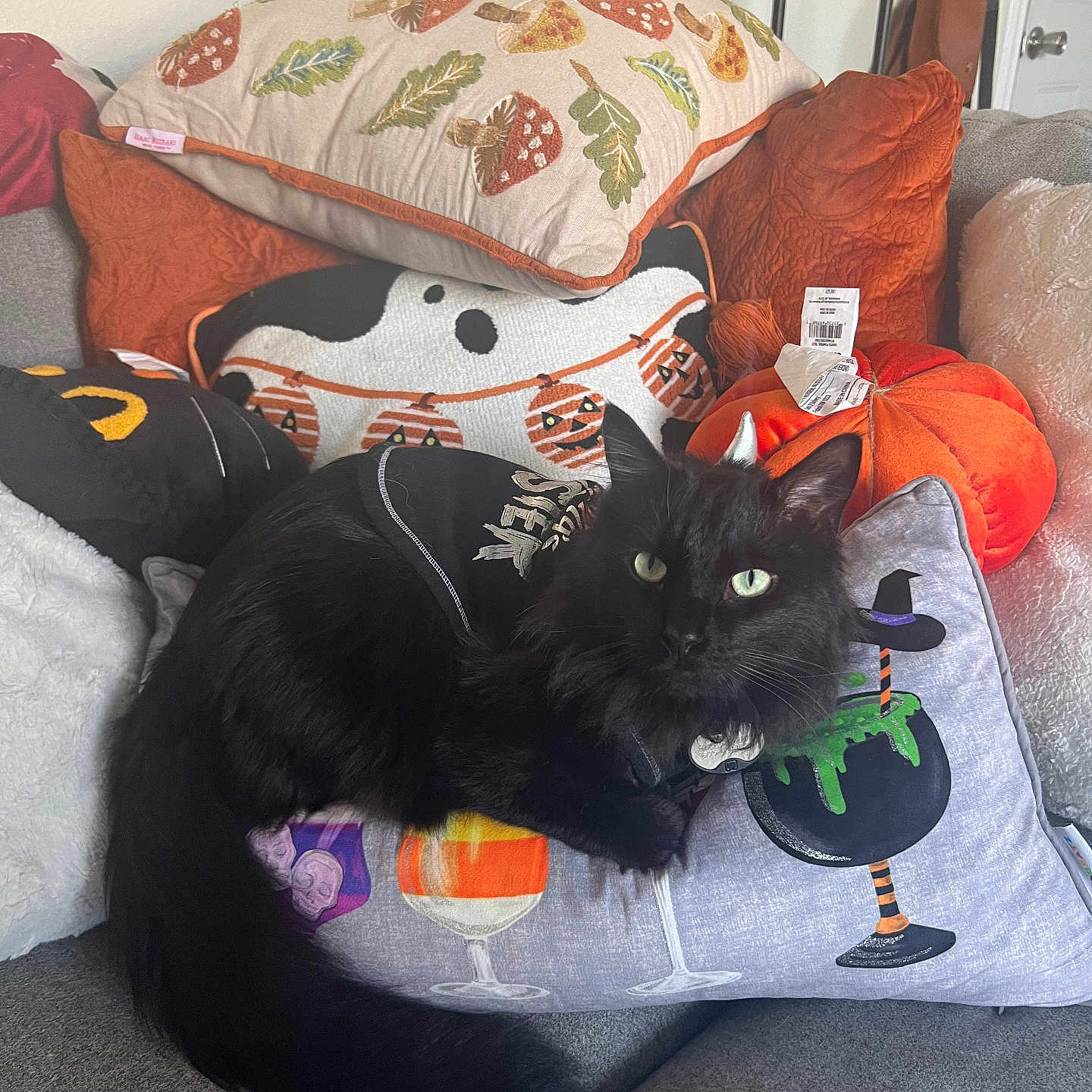 Midnight Willert is registered to the contest to win money with this photo: animal, architecture, bed, bedroom, blackcat, building, canine, cat, couch, cushion, furniture, homedecor, indoors, kitten, linen, livingroom, manx, pet, pillow, room