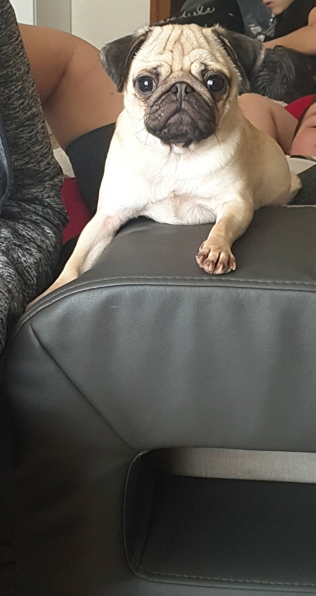 Orly participe au concours pour gagner de l'argent avec cette photo : canidae, carnivore, companion_dog, dog, dog_breed, fawn, mammal, pug, puppy, snout, toy_dog, vertebrate, whiskers