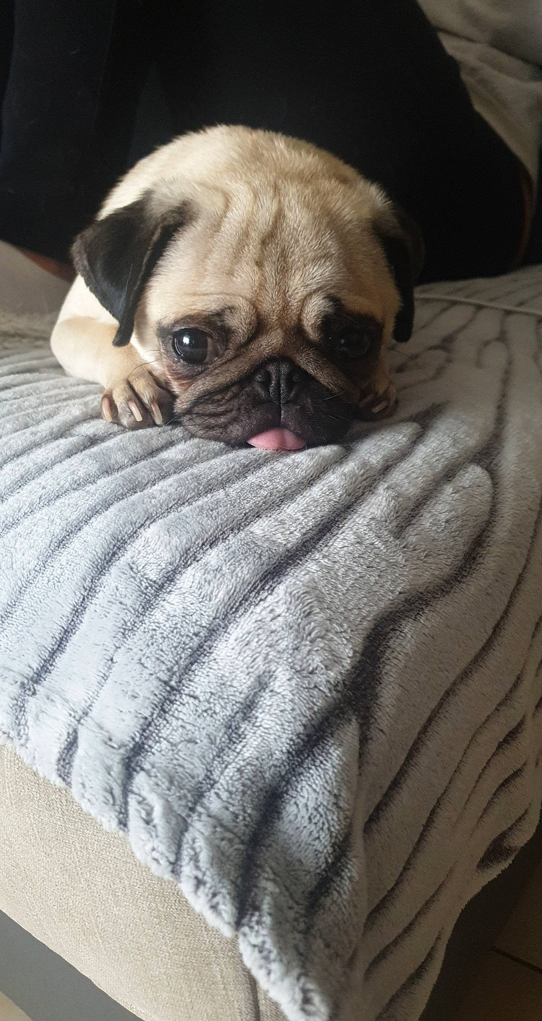 Orly participe au concours pour gagner de l'argent avec cette photo : ancient_dog_breeds, canidae, carnivore, companion_dog, dog, dog_breed, fawn, fur, mammal, pug, puppy, skin, snout, toy_dog, wrinkle