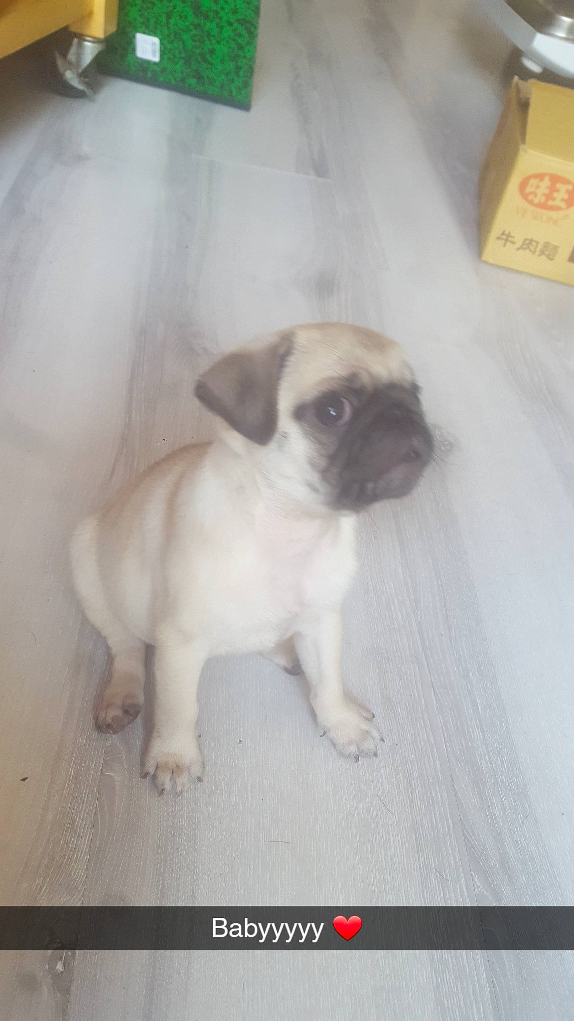 Orly a rejoint le concours — aidez-le/la à gagner de superbes lots ! canidae, carnivore, companion_dog, dog, dog_breed, fawn, mammal, pug, puppy, snout, toy_dog