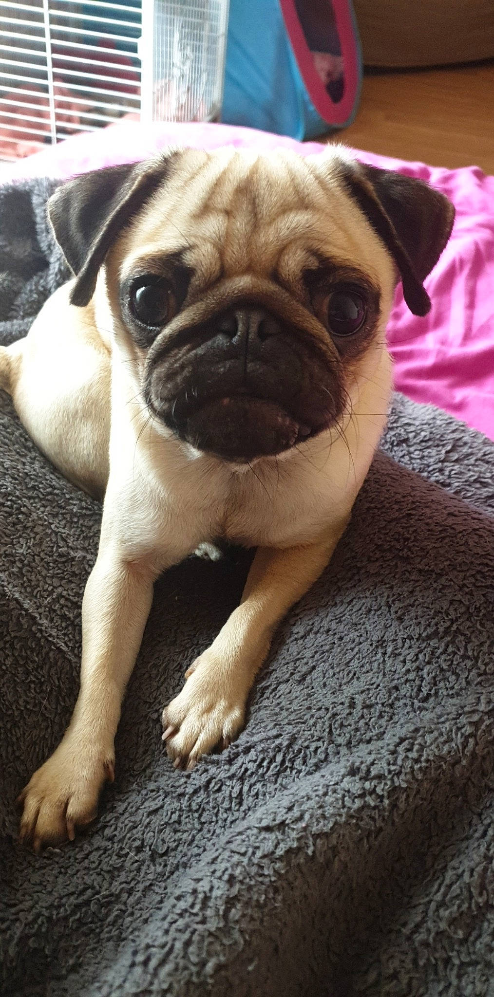 Orly a rejoint le concours — aidez-le/la à gagner de superbes lots ! ancient_dog_breeds, canidae, carnivore, companion_dog, dog, dog_breed, fawn, mammal, pug, puggle, puppy, puppy_love, skin, snout, sporting_group, toy_dog, vertebrate, whiskers, wrinkle