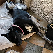 Saikha a rejoint le concours — aidez-le/la à gagner de superbes lots ! animal, black_dog, collar, companion, dog, domestic, ears, facing_camera, floor, indoor, looking, lying_down, mat, paws, pet, relaxed, resting, tile_floor, wall, window