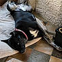 animal, black_dog, collar, companion, dog, domestic, ears, facing_camera, floor, indoor, looking, lying_down, mat, paws, pet, relaxed, resting, tile_floor, wall, window