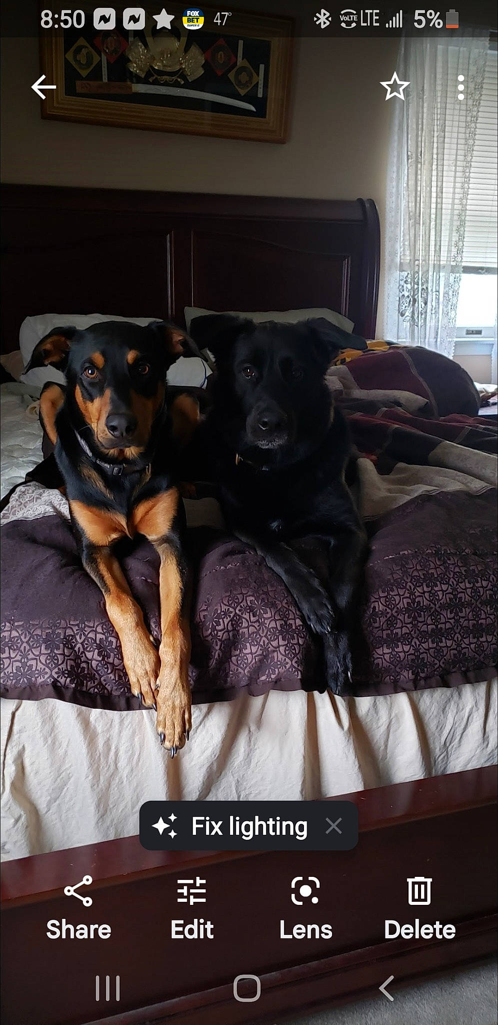 Bear And Angus is registered to the contest to win money with this photo: canidae, carnivore, comfort, companion_dog, couch, curtain, dog, dog_breed, dog_supply, font, fur, guard_dog, photo_caption, purple, sporting_group, toy_dog, window, window_blind, window_treatment, working_dog