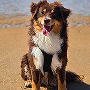 Arlo participe au concours pour gagner de l'argent avec cette photo : animal, beach, black_harness, canine, coast, daytime, dog, fur, happy, nature, ocean, outdoor, pet, sand, sitting, smiling, sunny, tongue_out, water, waves