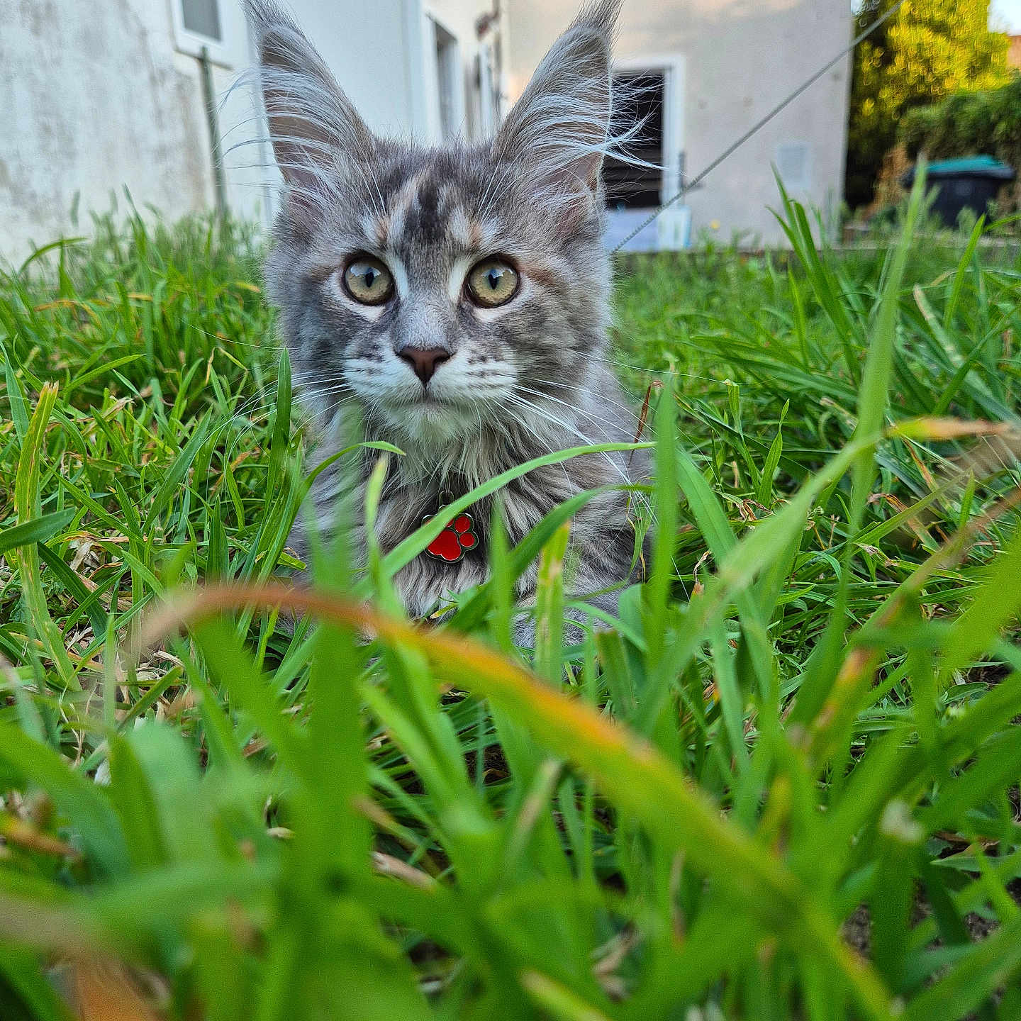 Naya participe au concours pour gagner de l'argent avec cette photo : abyssinian, alloywheel, animal, backyard, cat, field, flower, grass, grassland, herbal, herbs, kitten, lawn, manx, nature, outdoors, pet, plant, vegetation, yard