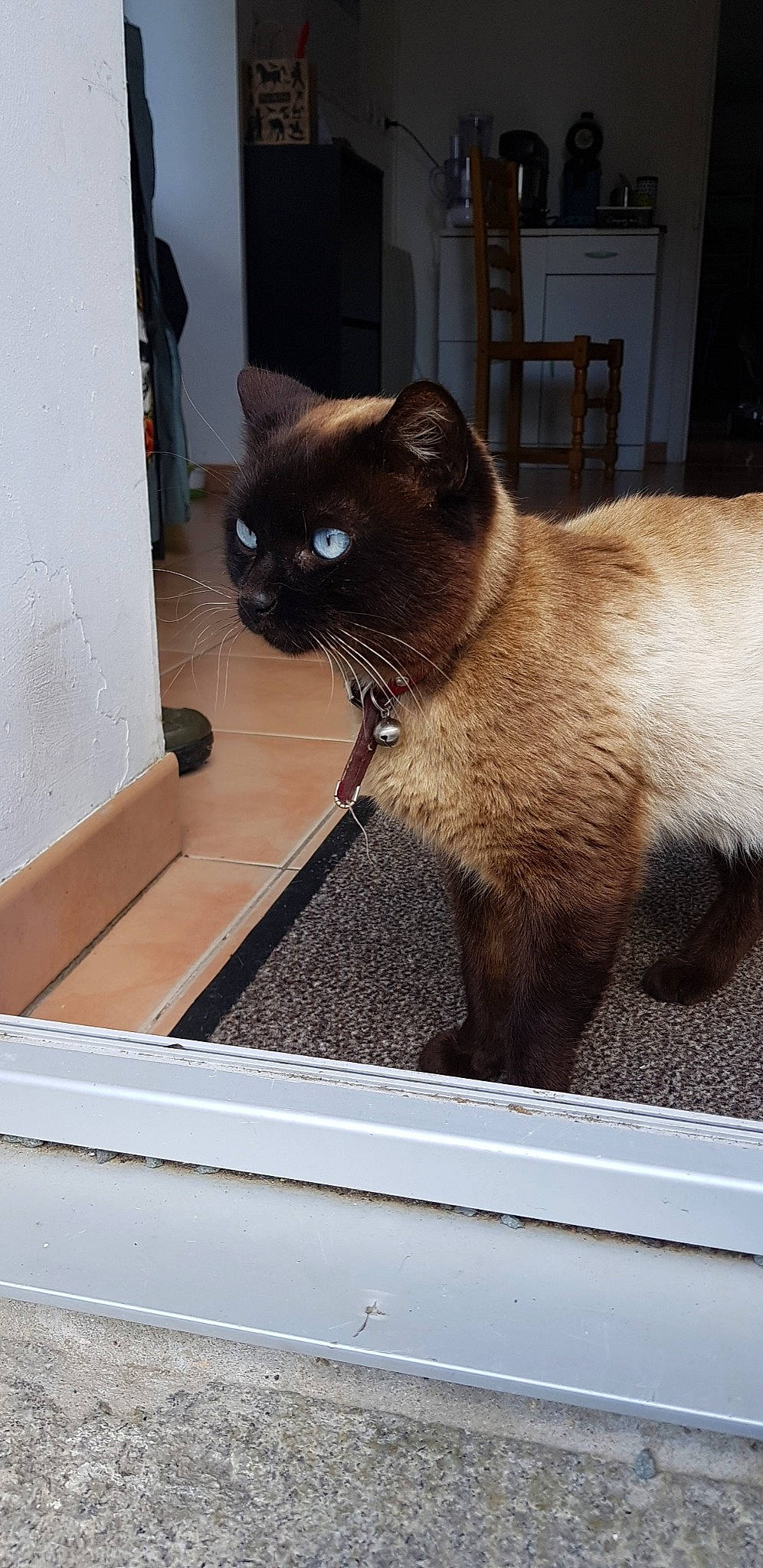 Cappuccino participe au concours pour gagner de l'argent avec cette photo : asian, balinese, burmese, carnivore, cat, fawn, felidae, himalayan, mammal, siamese, small_to_medium_sized_cats, snout, snowshoe, thai, tonkinese, whiskers