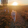 Baïko a rejoint le concours — aidez-le/la à gagner de superbes lots ! casual_clothing, clouds, dog, field, grass, happy, nature, outdoor, path, person, pet, recreation, shadow, sky, summer, sun, sunlight, sunset, walking, white_dog