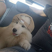 Baïko participe au concours pour gagner de l'argent avec cette photo : animal, backseat, beige_cap, cap, car, casual, companionship, cute, dog, fluffy, gray_tshirt, indoor, person, pet, puppy, relaxed, seat, tongue_out, transportation, window