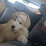 animal, backseat, beige_cap, cap, car, casual, companionship, cute, dog, fluffy, gray_tshirt, indoor, person, pet, puppy, relaxed, seat, tongue_out, transportation, window
