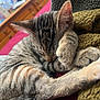 Tigger Kirkpatrick is registered to the contest to win money with this photo: cat, tabby, sleeping, paw, blanket, bed, cozy, fur, indoor, feline, resting, cute, pet, domestic_animal, closeup, nap, relaxation, soft_texture, wooden_furniture, comfort