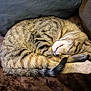 Tigger Kirkpatrick joined the competition — help win amazing prizes! cat, tabby, sleeping, curled_up, feline, pet, fur, whiskers, tail, cozy, blanket, indoor, resting, animal, cute, domestic_animal, soft, relaxed, paw, nap