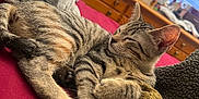 Tigger Kirkpatrick is registered to the contest to win money with this photo: cat, tabby, sleeping, bed, blanket, stuffed_animal, plush_toy, dresser, bottle, furniture, indoor, cozy, pet, animal, fur, whiskers, ears, resting, red_bedspread, knitted_blanket