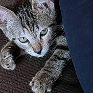 Tigger Kirkpatrick is registered to the contest to win money with this photo: kitten, cat, tabby, fur, paw, close_up, pet, animal, cute, whiskers, ears, face, eyes, resting, indoor, cozy, texture, blanket, fabric, curious