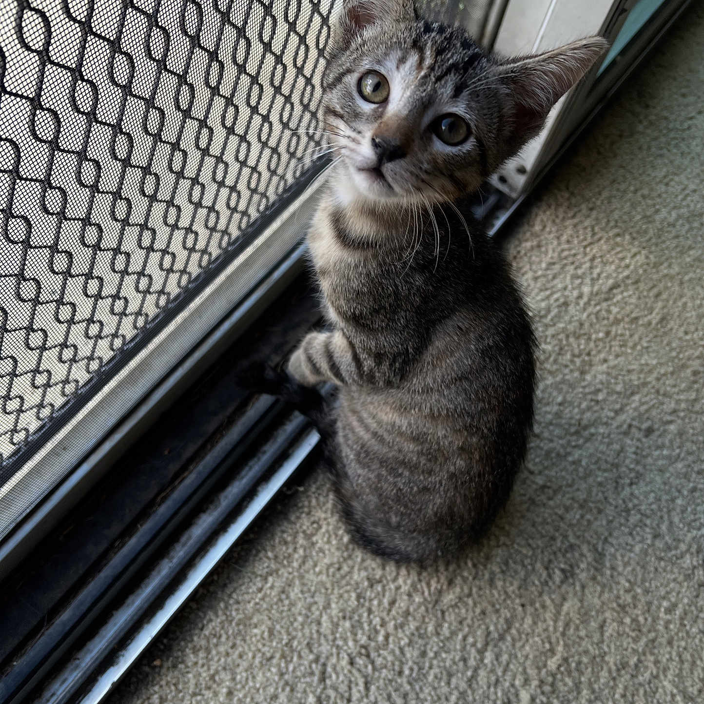 Tigger Kirkpatrick joined the competition — help win amazing prizes! animal, carpet, cat, close_up, curious, ears, feline, fur, home, indoor, kitten, looking_up, mesh_screen, pet, sitting, sliding_door, tabby, whiskers, window, young
