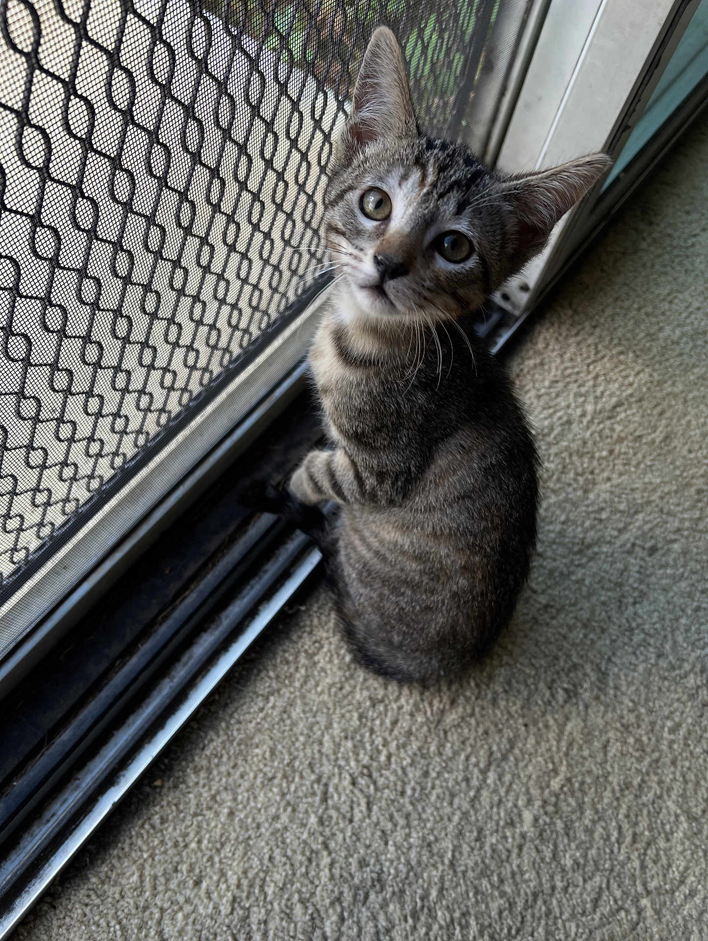 Tigger Kirkpatrick joined the competition — help win amazing prizes! kitten, tabby, cat, indoor, carpet, mesh_screen, sliding_door, curious, pet, feline, young, animal, looking_up, whiskers, ears, sitting, home, window, close_up, fur