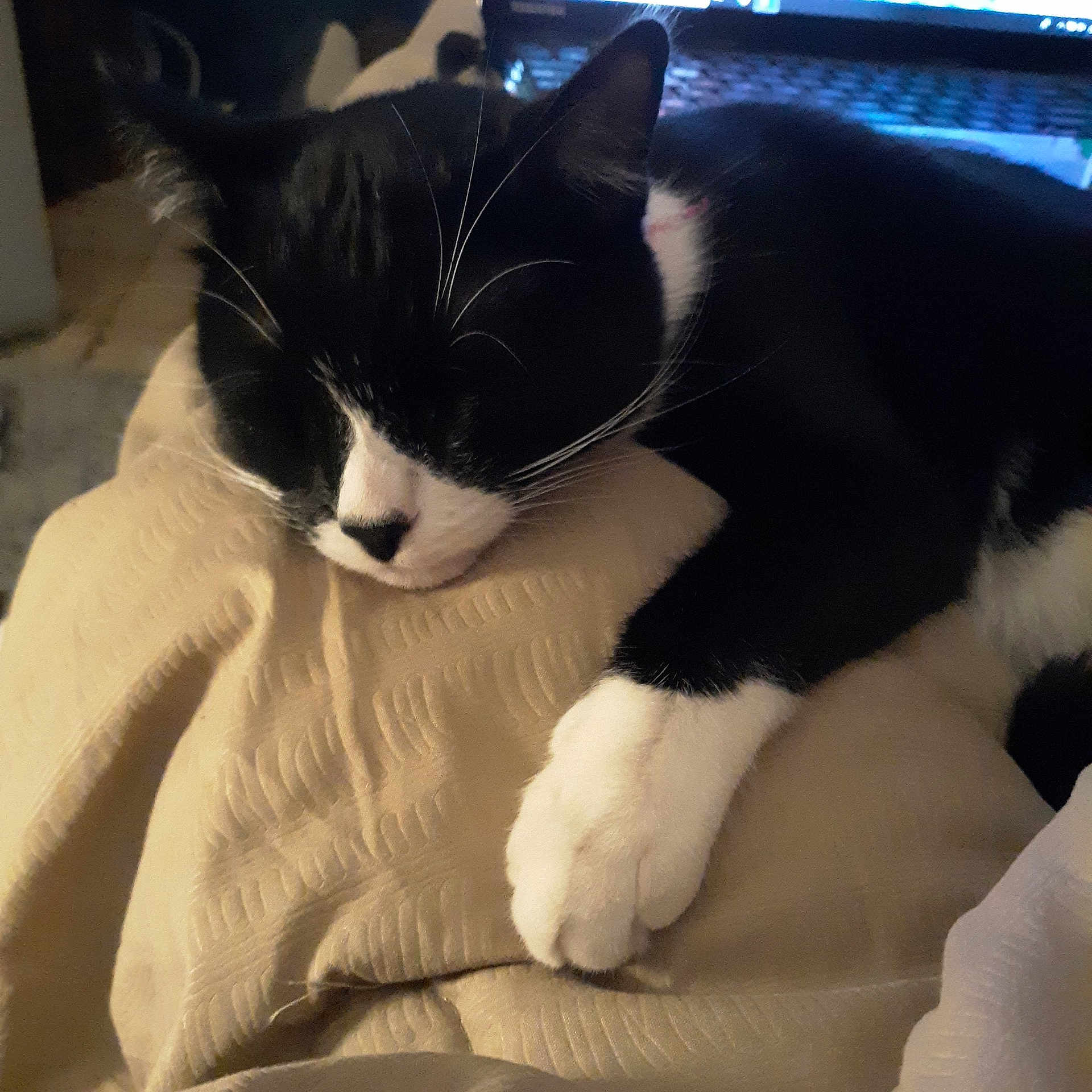 Bamboo is registered to the contest to win money with this photo: american_wirehair, black, black_and_white, black_cat, carnivore, cat, domestic_short_haired_cat, felidae, fur, japanese_bobtail, mammal, nap, paw, polydactyl_cat, small_to_medium_sized_cats, snout, tail, vertebrate, whiskers
