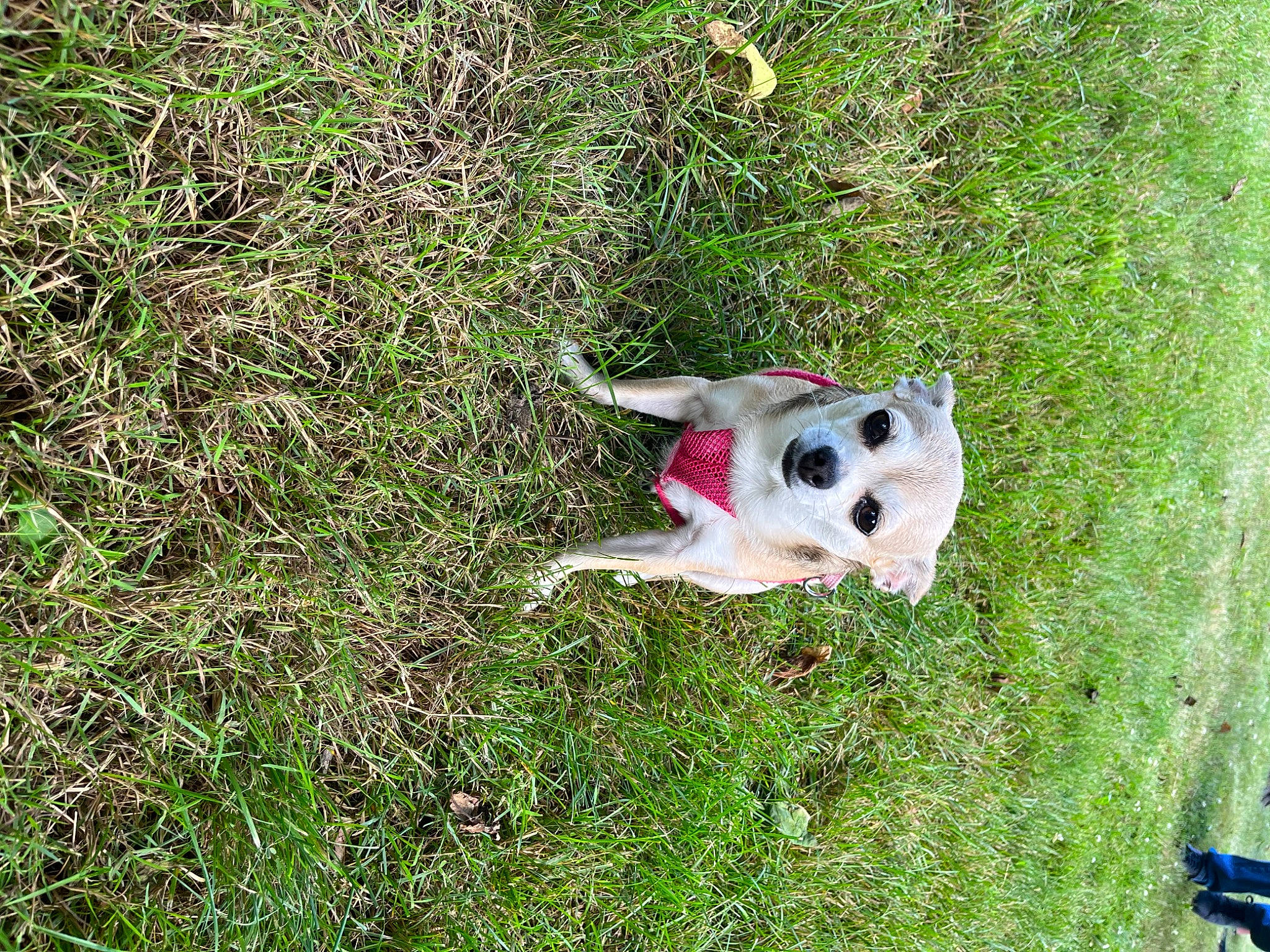 Carley is registered to the contest to win money with this photo: canidae, carmine, carnivore, collar, companion_dog, dog, dog_breed, fawn, grass, grassland, groundcover, pasture, plant, shrub, soil, sporting_group, tail, terrestrial_animal, toy, working_animal