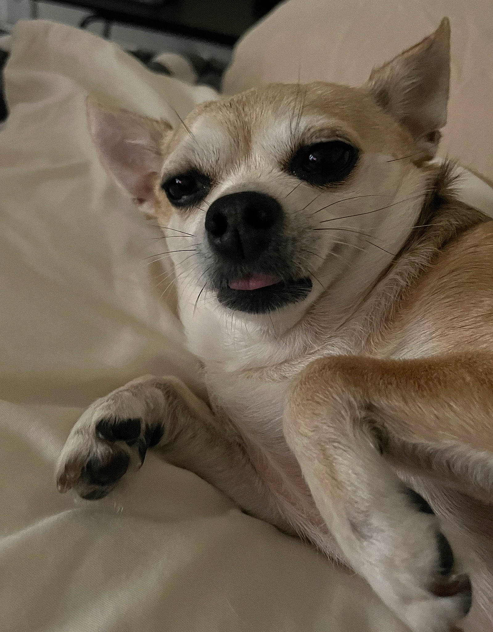 Carley joined the competition — help win amazing prizes! canidae, carnivore, comfort, companion_dog, dog, dog_breed, ear, fawn, fur, non_sporting_group, paw, snout, sporting_group, terrestrial_animal, toy_dog, whiskers, working_animal